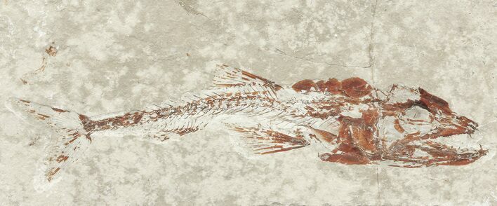 Cretaceous Predatory Fish (Eurypholis) - Lebanon #70327